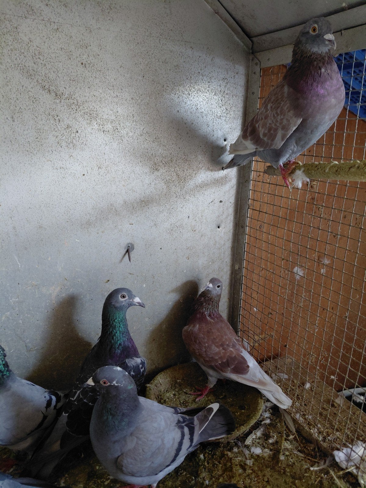 pigeons mouchetés