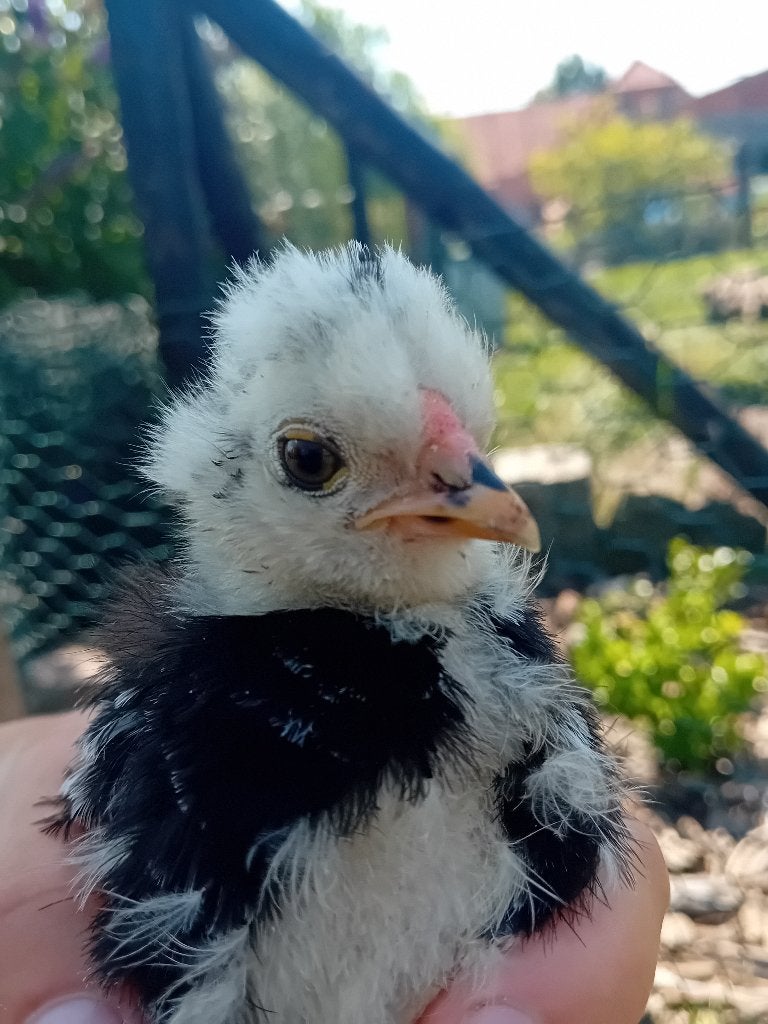Zwart mottled zijdehoen haantje, Dieren en Toebehoren, Pluimvee
