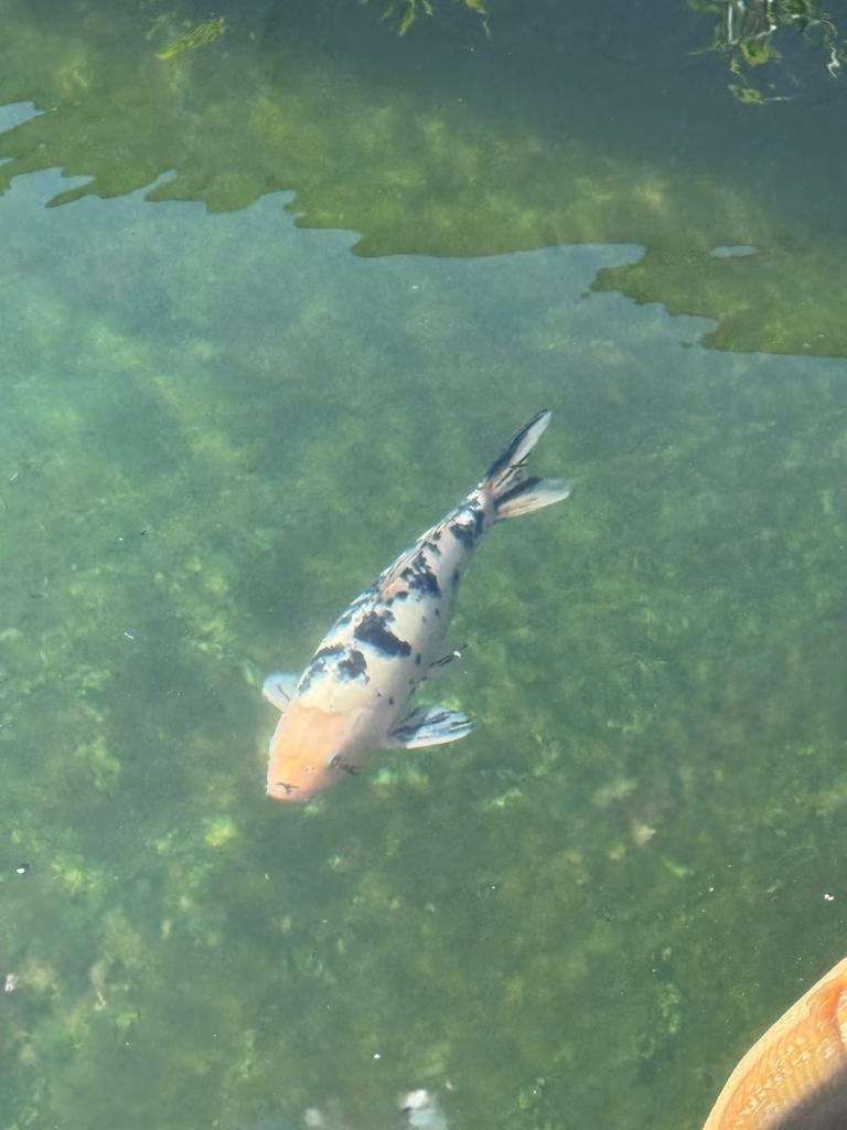 Koi