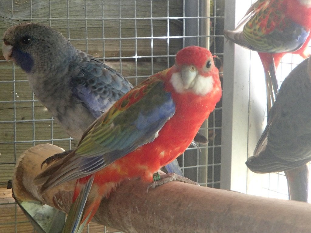 rosella parkieten, Meerdere dieren, Parkiet, Geringd