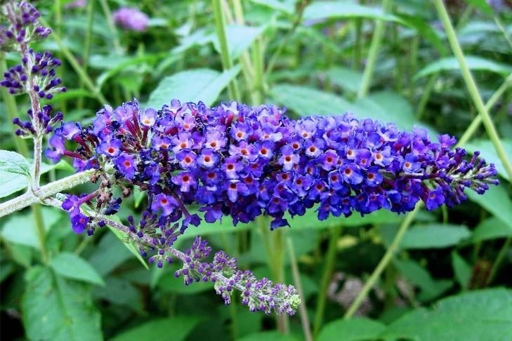 Buddleja davidii "empire blue"  (vlinderstruik), Tuin en Terras, Ophalen, Vlinderstruik, Struik, 100 tot 250 cm