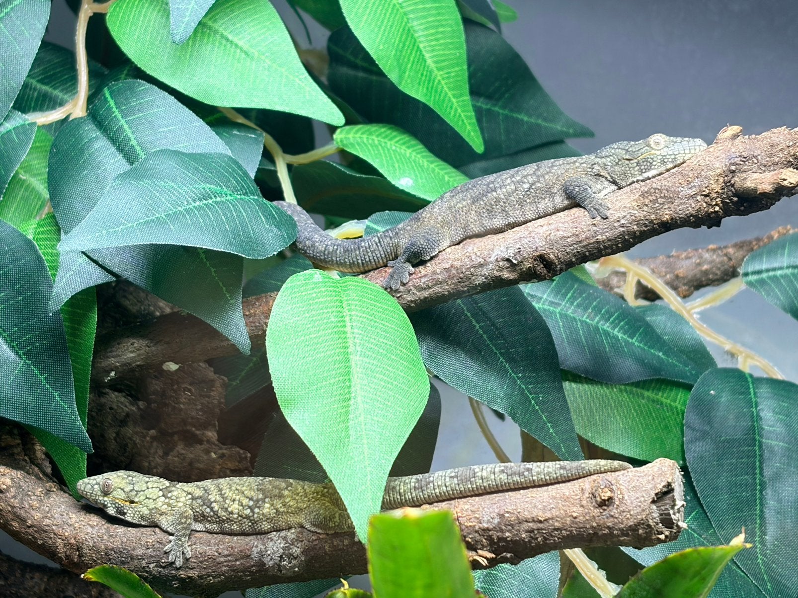 Koppeltje kameleongekko’s + bioactief terrarium + UVB-lamp, Dieren en Toebehoren, Overige soorten, Met terrarium, 0 tot 2 jaar