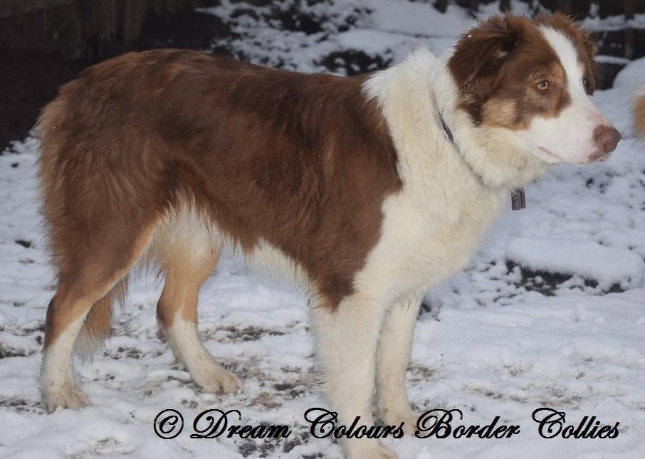 Border collie teefjes, tussen 2 en 8 jaar, met mankementen, Animaux & Accessoires, Éleveur | Professionnel, Plusieurs, Hépatite contagieuse (maladie de Rubarth)