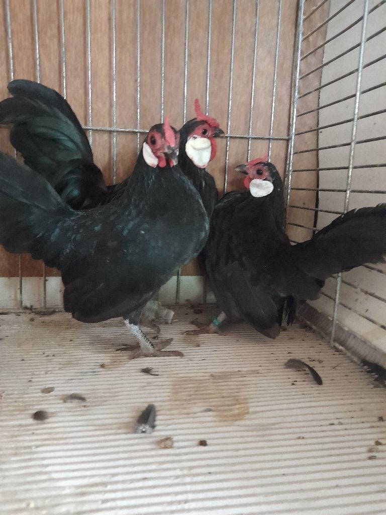 Java krielen te koop, Plusieurs animaux, Poule ou poulet