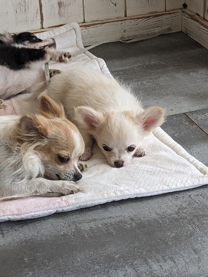 Chihuahua poppy, Dieren en Toebehoren, België, Particulier, Reu, CDV (hondenziekte)