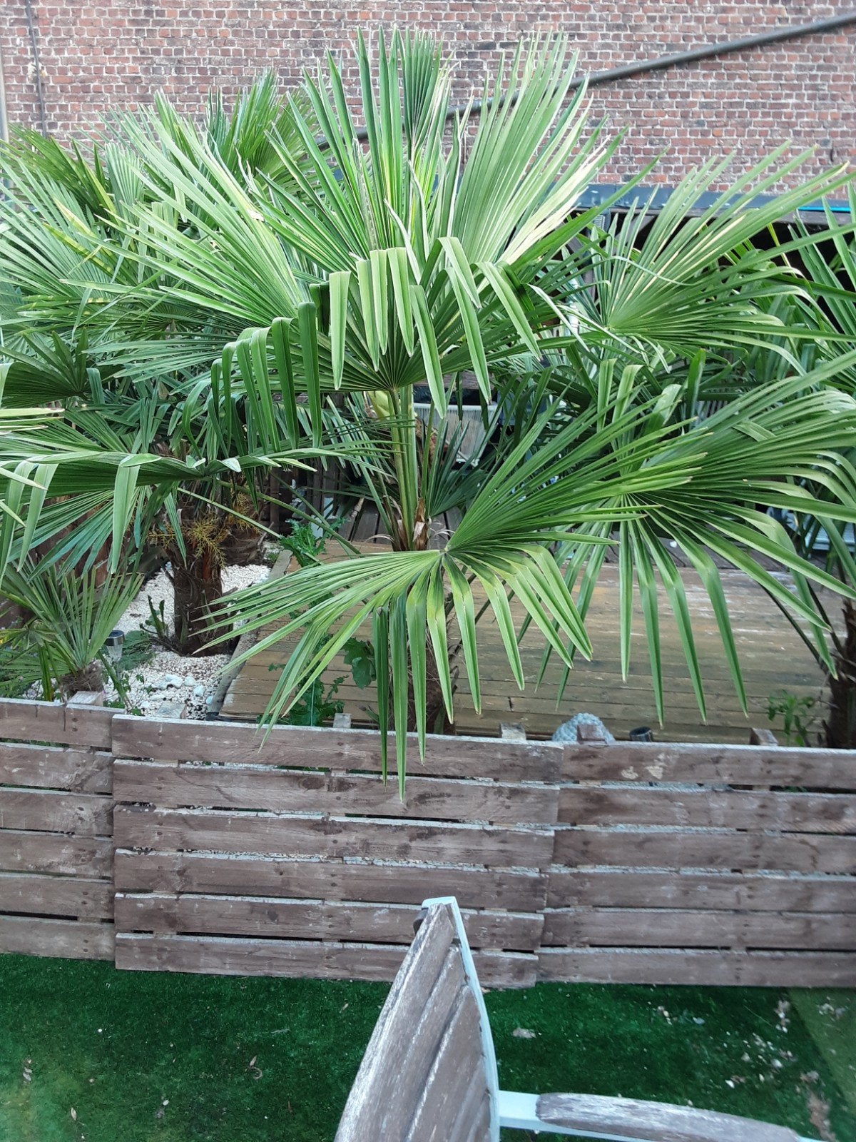 palmbomen te koop prijs overeen te komen, Tuin en Terras, Ophalen