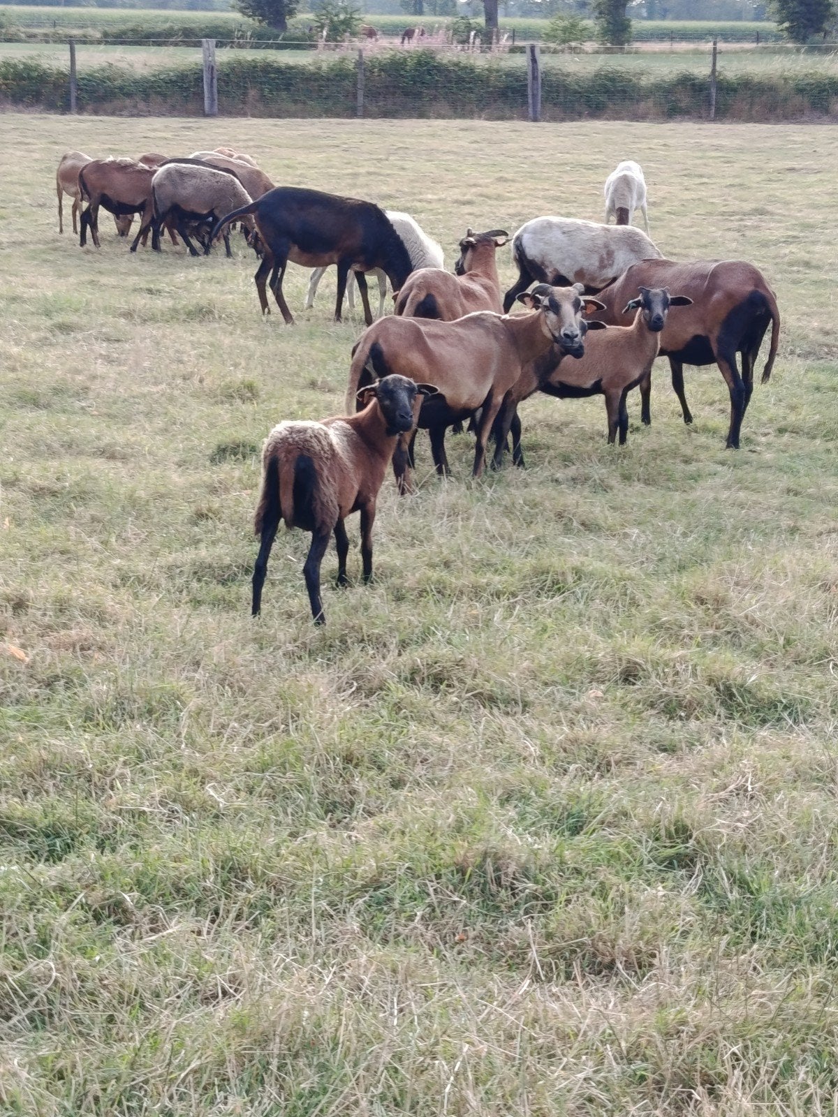mooie Kameroen ooien, Dieren en Toebehoren