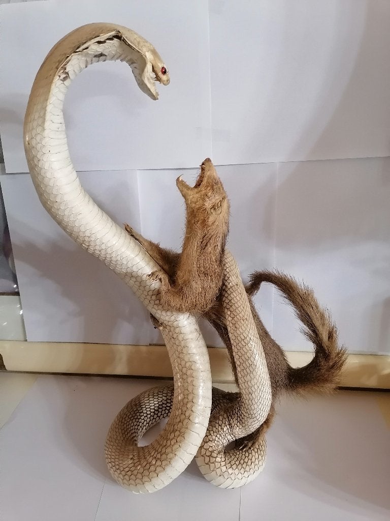 Taxidermy, Collections, Enlèvement ou Envoi, Comme neuf, Autres, Animal empaillé