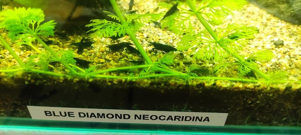 Blue Diamond neocaridina