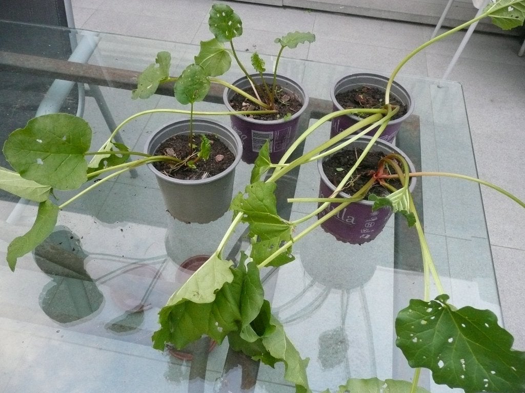 rabarberplanten, Ophalen, Vaste plant, Groenteplanten, Volle zon