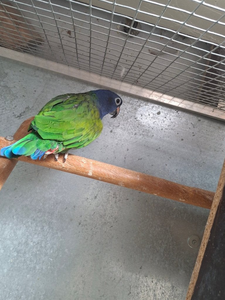 pionus  menstruus, Dieren en Toebehoren, Vogels | Parkieten en Papegaaien, Mannelijk, Papegaai, Geringd