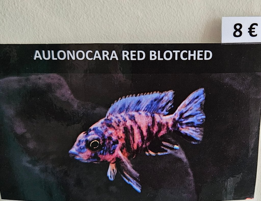 Aulonocara red Blotched malawi cichliden, Vis, Zoetwatervis
