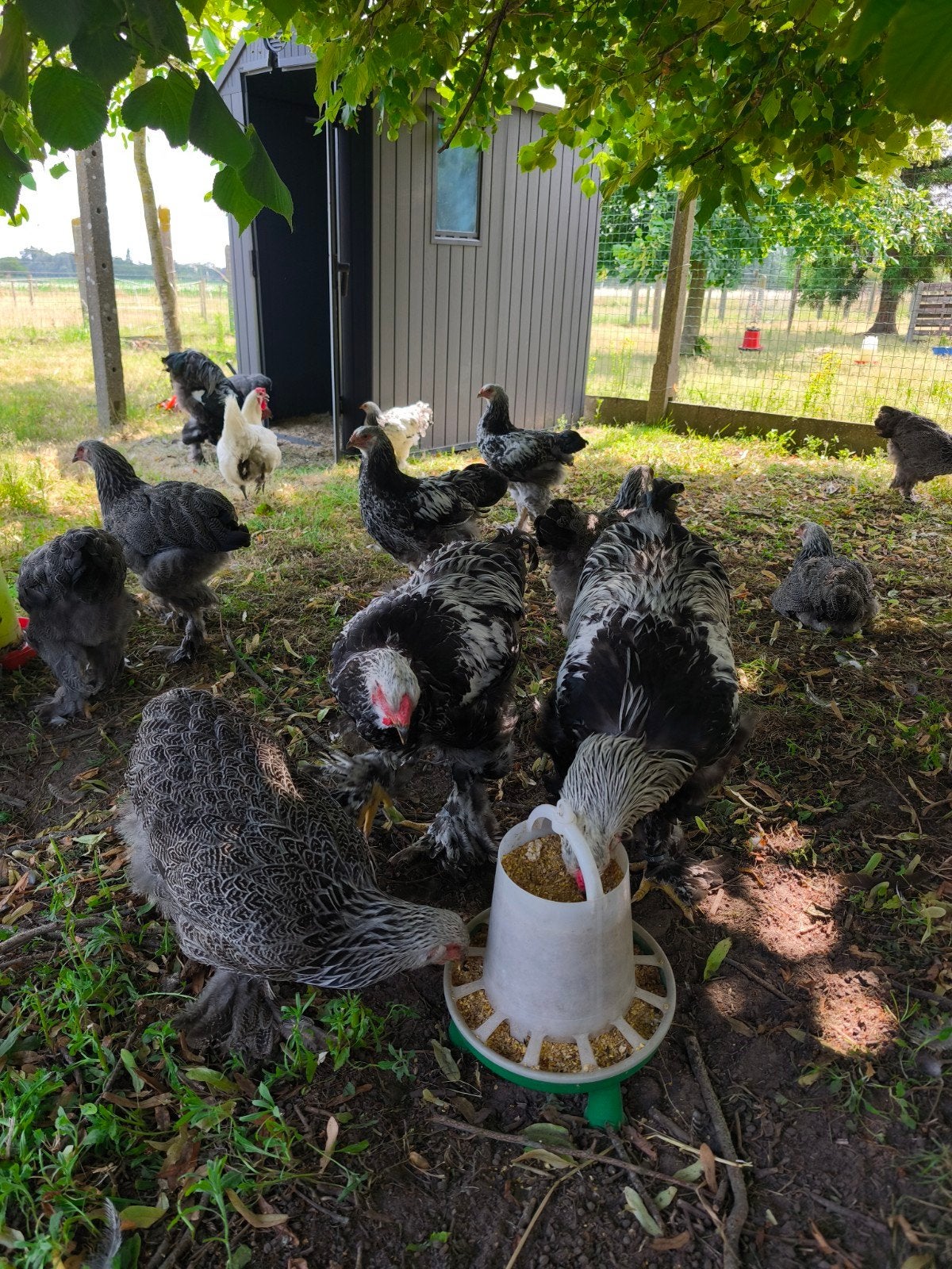 Brahma kippen, Dieren en Toebehoren, Pluimvee