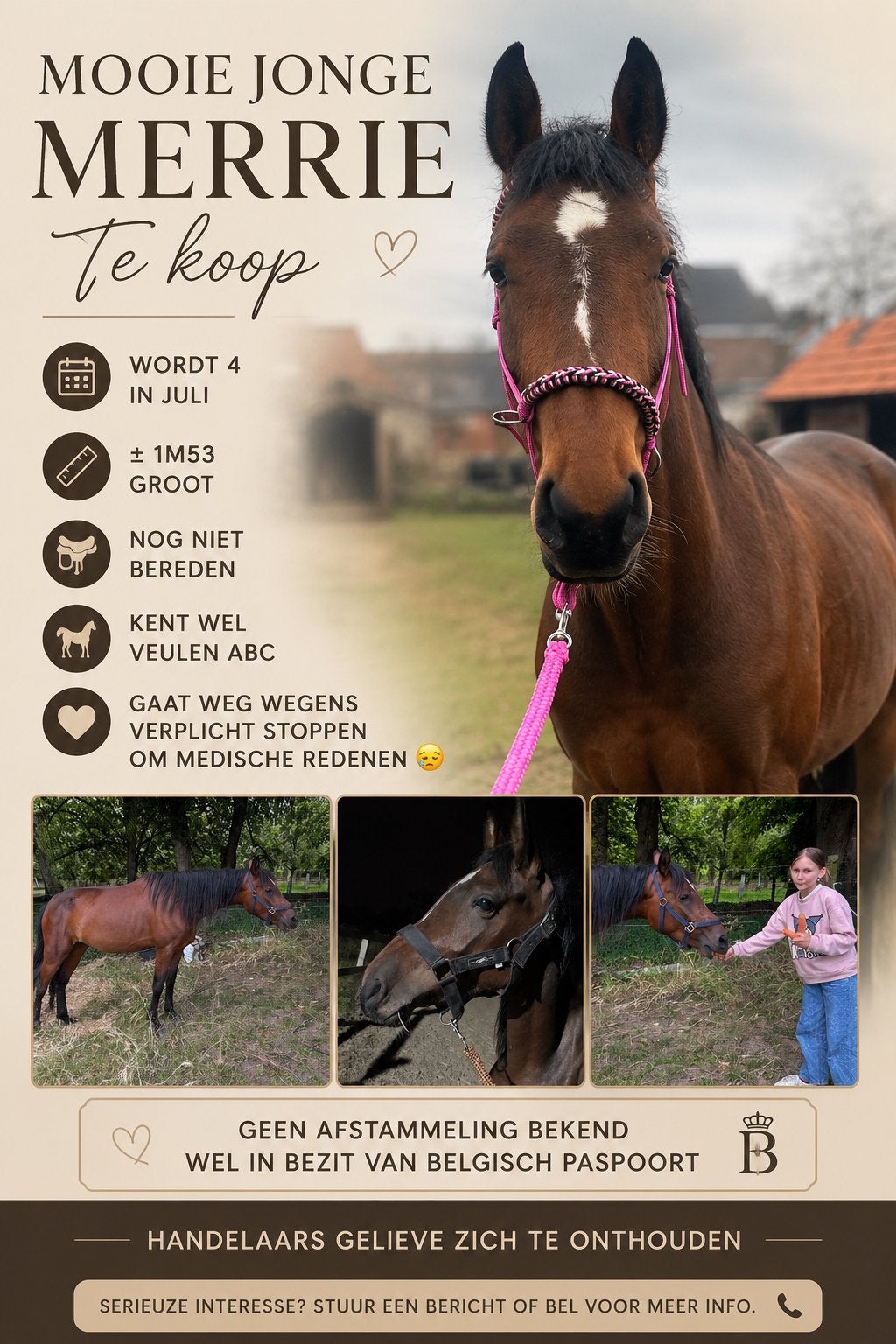 Jonge onbeleerde merrie te koop, Dieren en Toebehoren, Ophalen, Nieuw