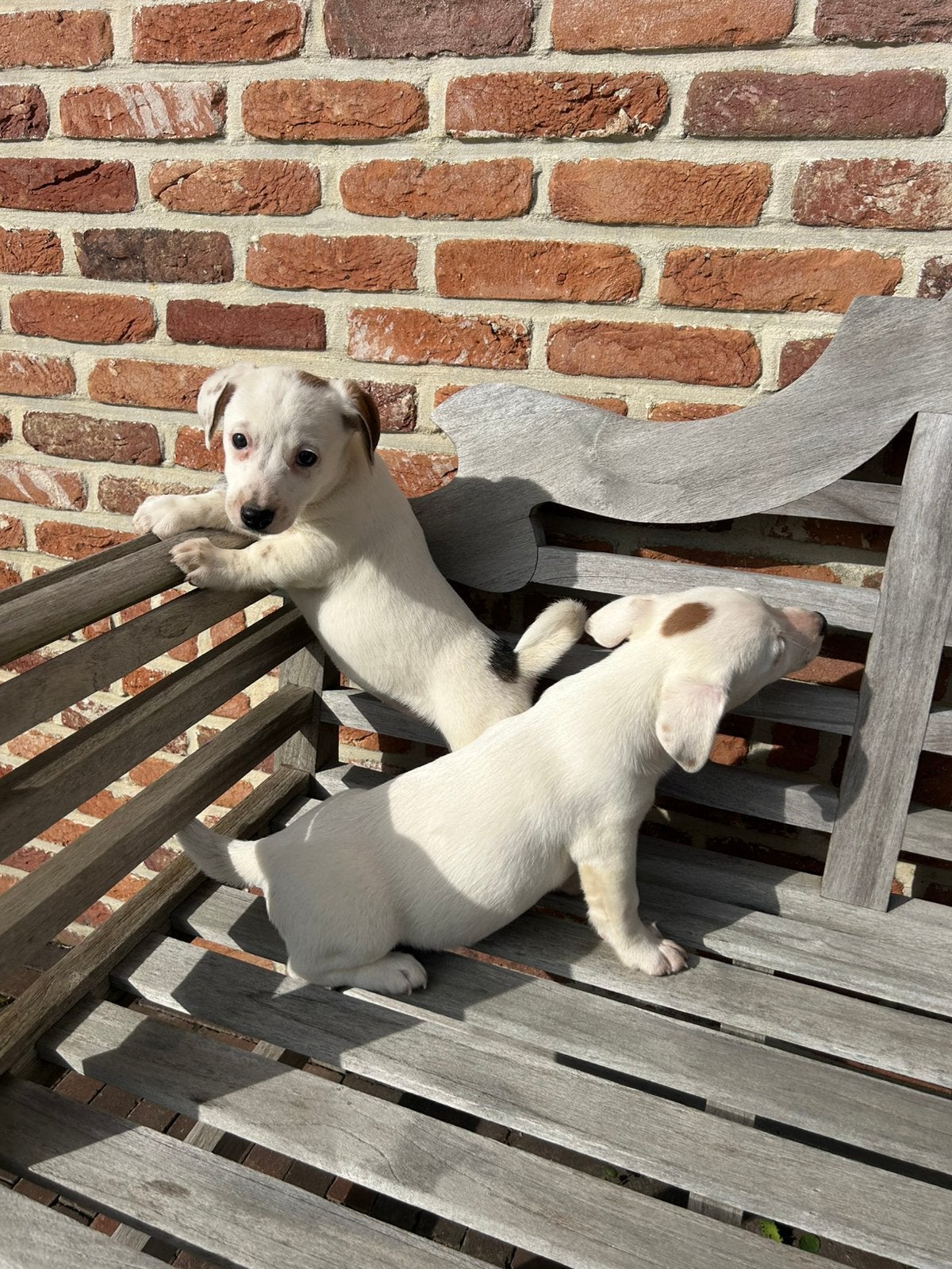 Jack Russel pups, Dieren en Toebehoren, België, Fokker | Hobbymatig, 8 tot 15 weken, Teef