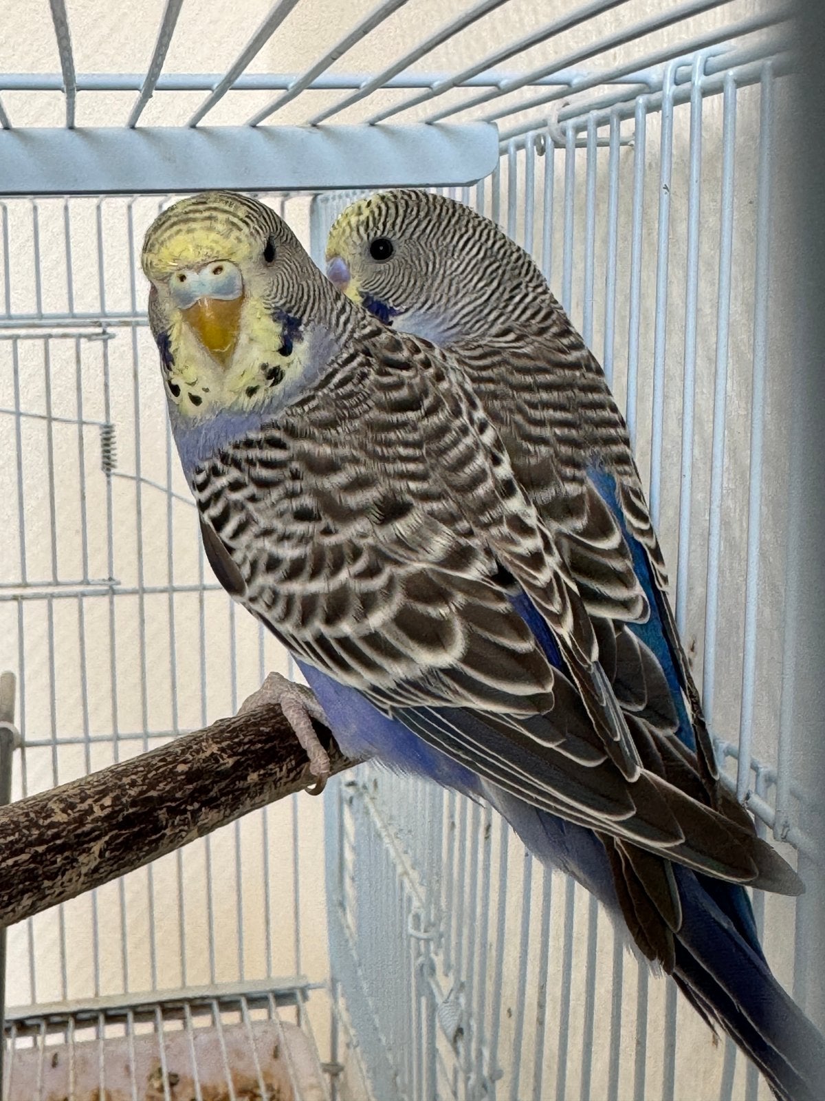 Couple Perruch, Animaux & Accessoires