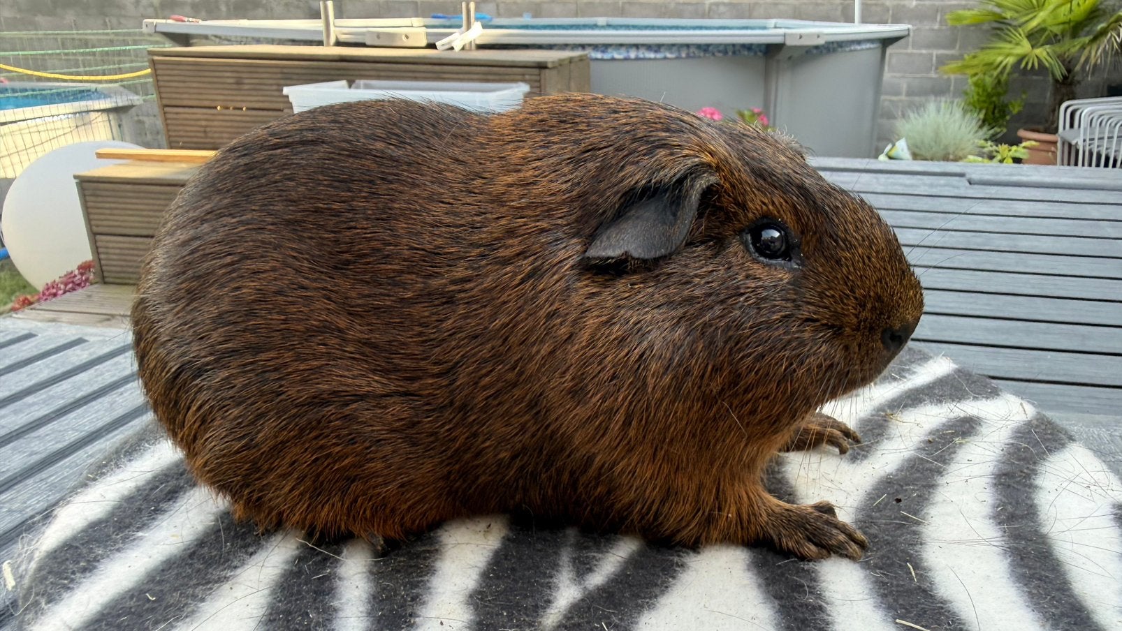 Cavia, cobaye Mâle poil lisse agouti doré, Animaux & Accessoires, Enlèvement, Cobaye
