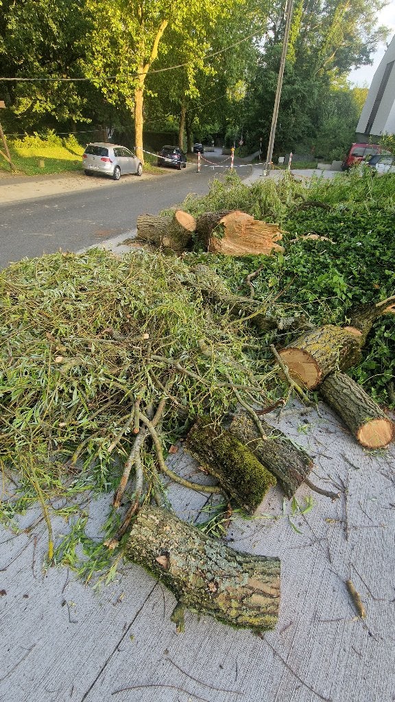 Bois à donner - Saule pleureur, 3 à 6 m³, Enlèvement, Autres essences de bois, Troncs d'arbres