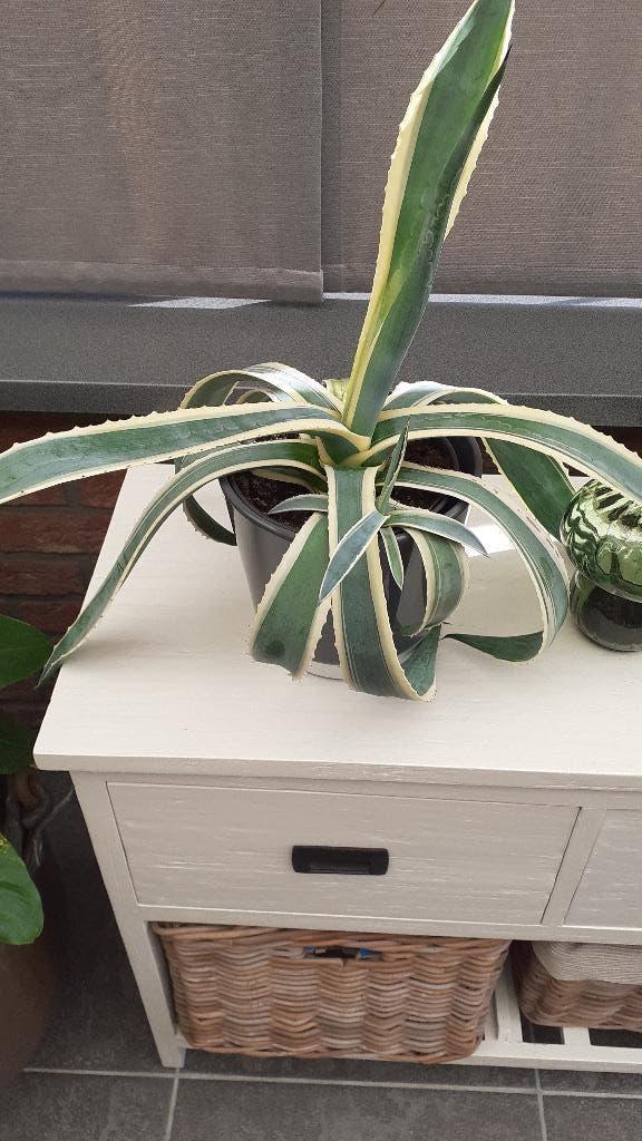 Cactus in pot, Huis en Inrichting, Kamerplanten, Ophalen, Cactus, In pot