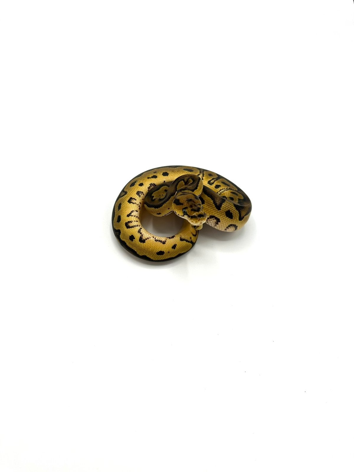 Diverse Python regius - koningspythons Ball Python photo 19