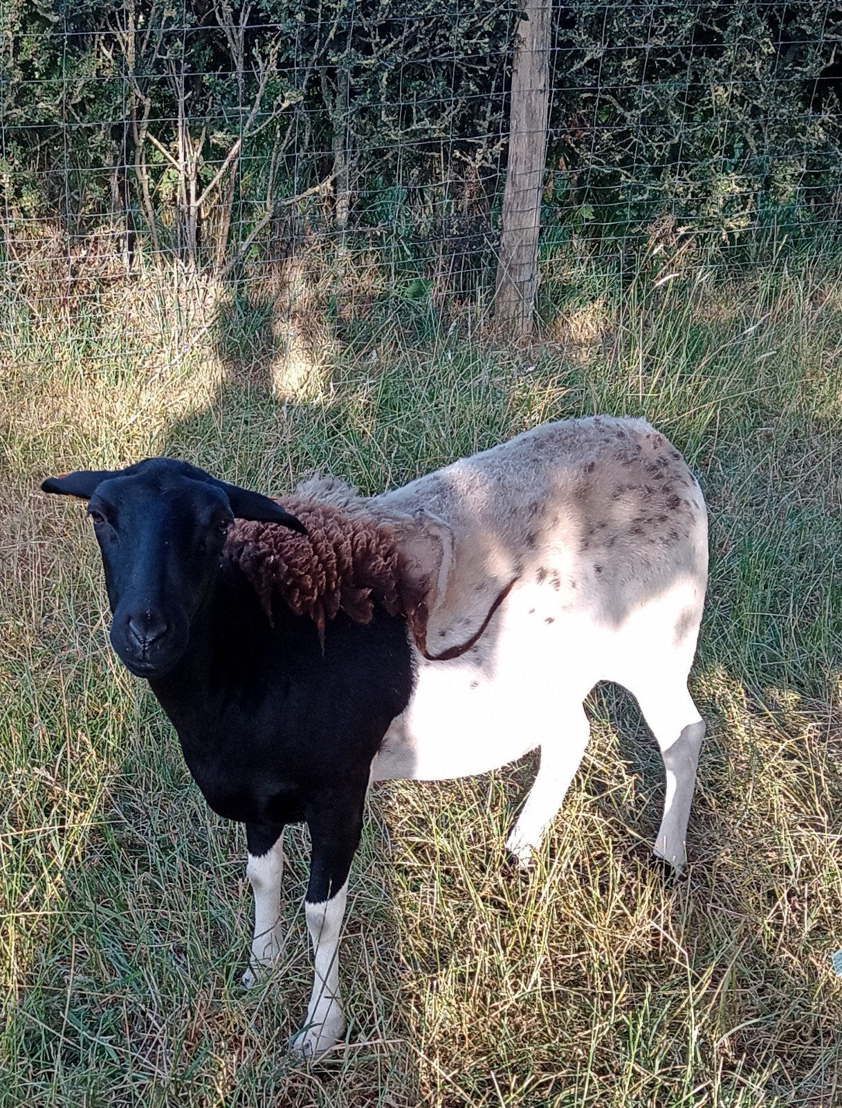 Mooie kruising ooi van 1 jaar oud., Vrouwelijk, Schaap, 0 tot 2 jaar