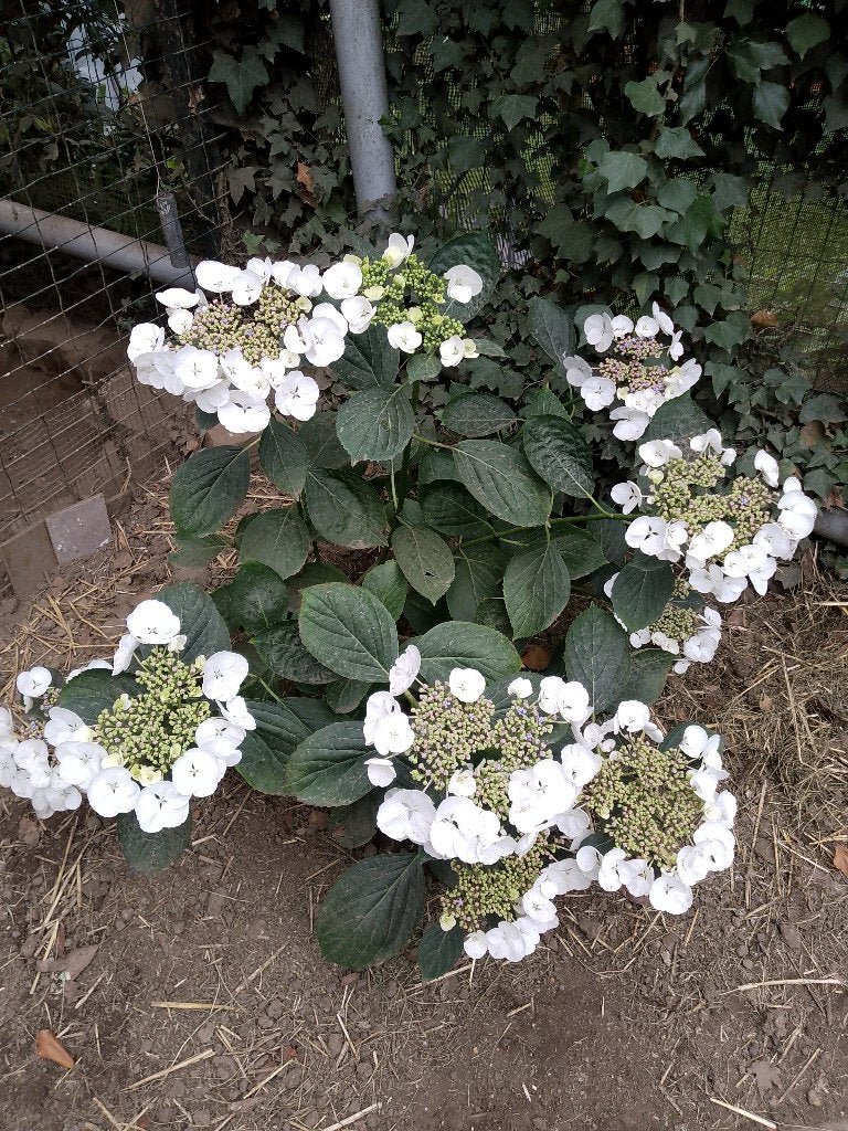 Hortensia blanc -bleu ou rose mauve et blanc +/- 1 métre, Tuin en Terras, Ophalen, Hortensia