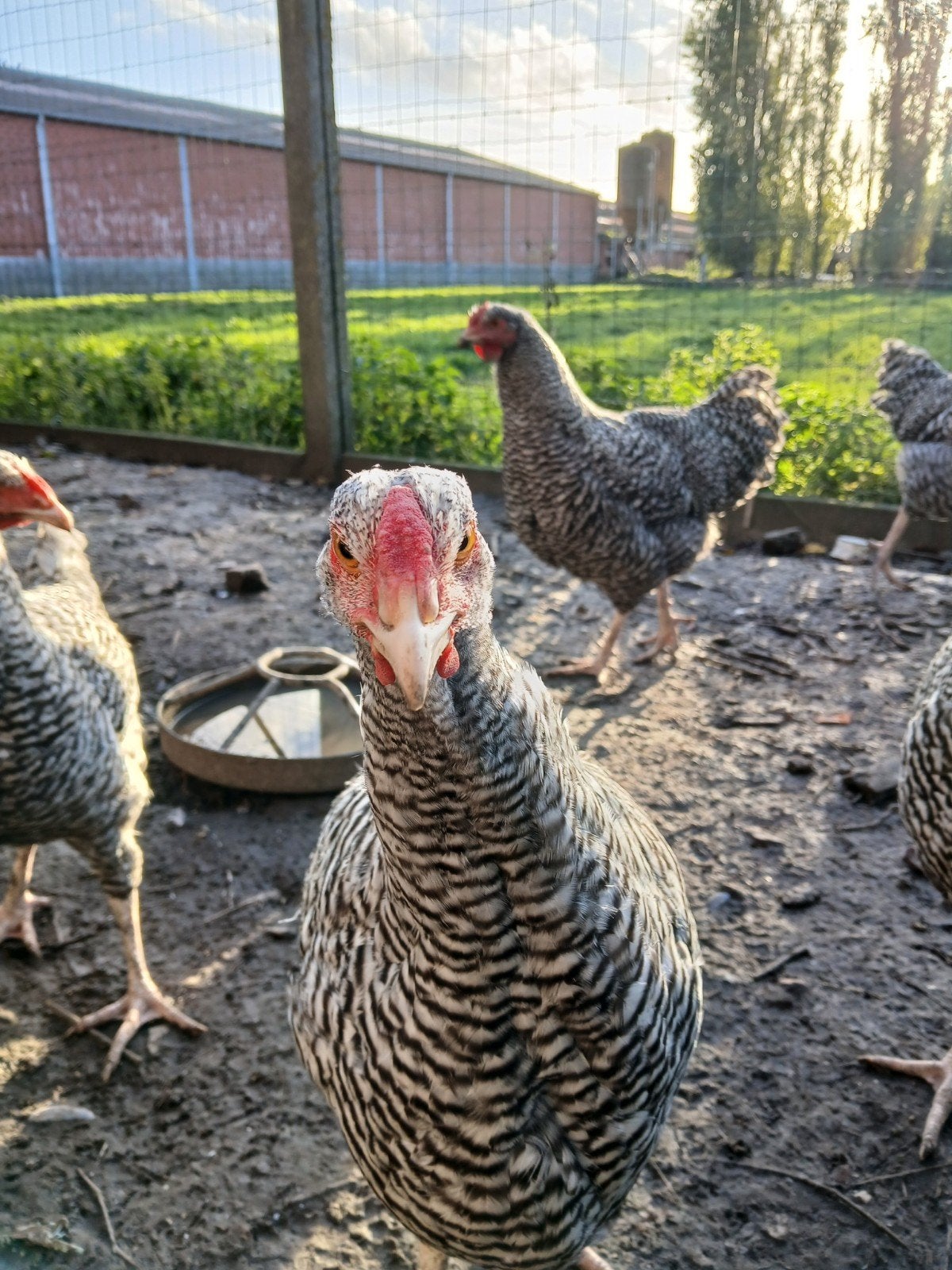 jonge hanen Izegemse Koekoek