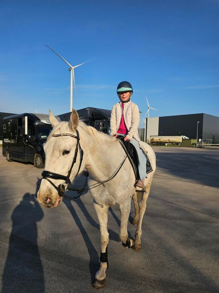 Recreatief paard, Dieren en Toebehoren, Ruin, Zadelmak, Ontwormd, 170 tot 175 cm