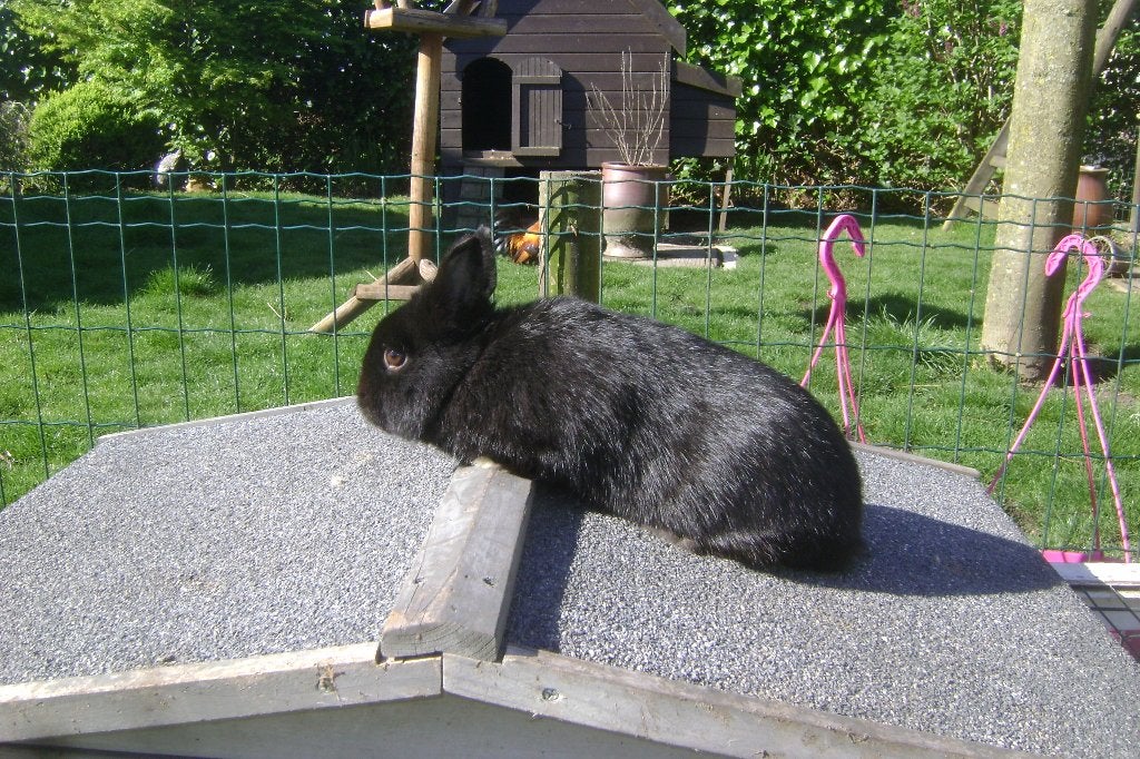 2 zwarte kleurdwergjes, Plusieurs animaux, Nain