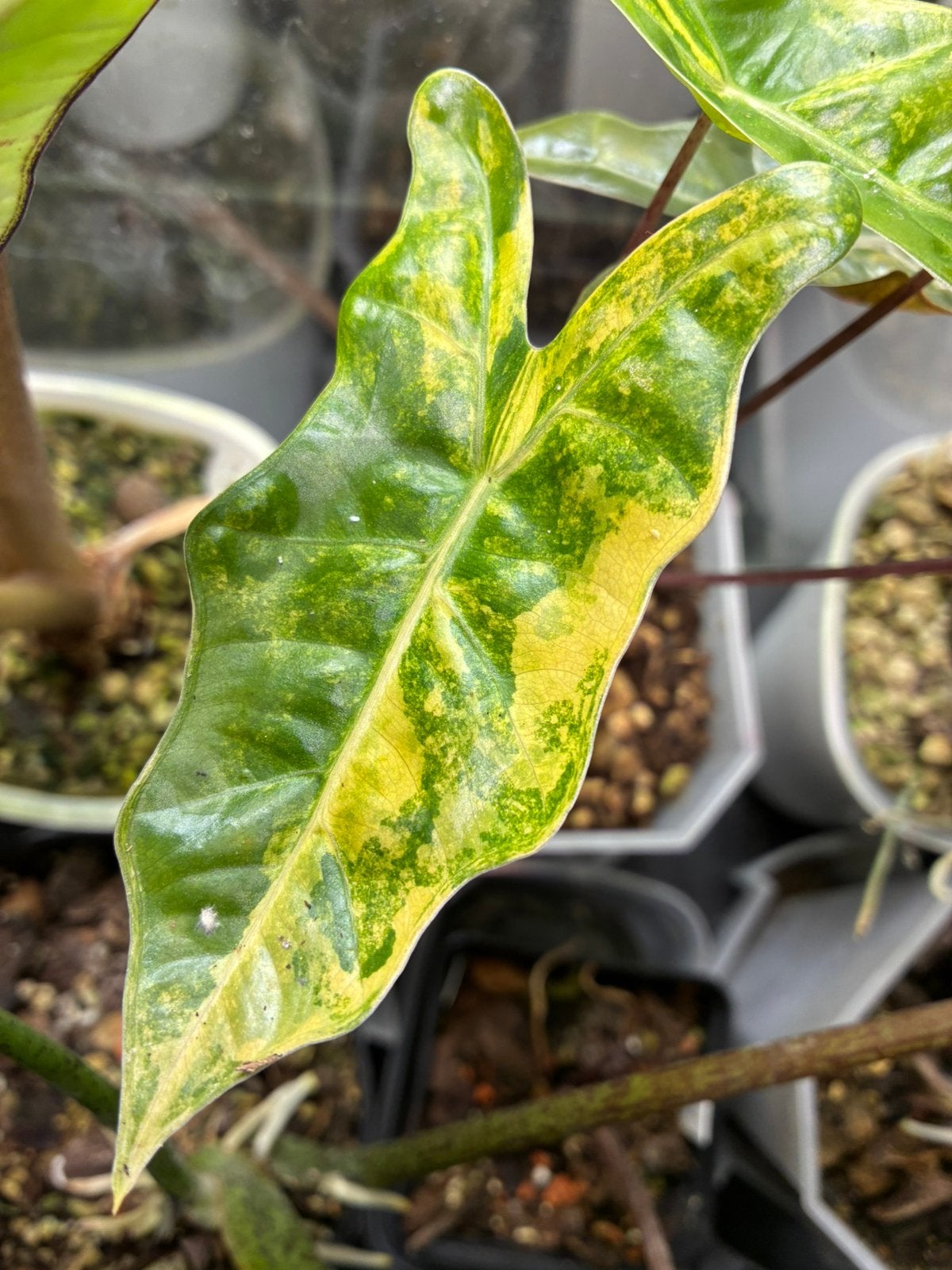 Alocasia Pseudosanderiana variegata corms, Enlèvement ou Envoi