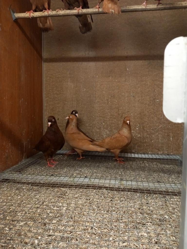Belgische tuimelaars, Dieren en Toebehoren