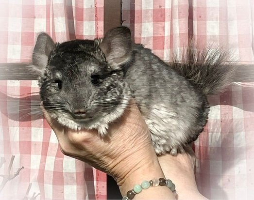 Chinchilla mâle Standard RPAc poss BPc et Vc, Dieren en Toebehoren, Chinchilla, Augustus, Mannelijk, Tam