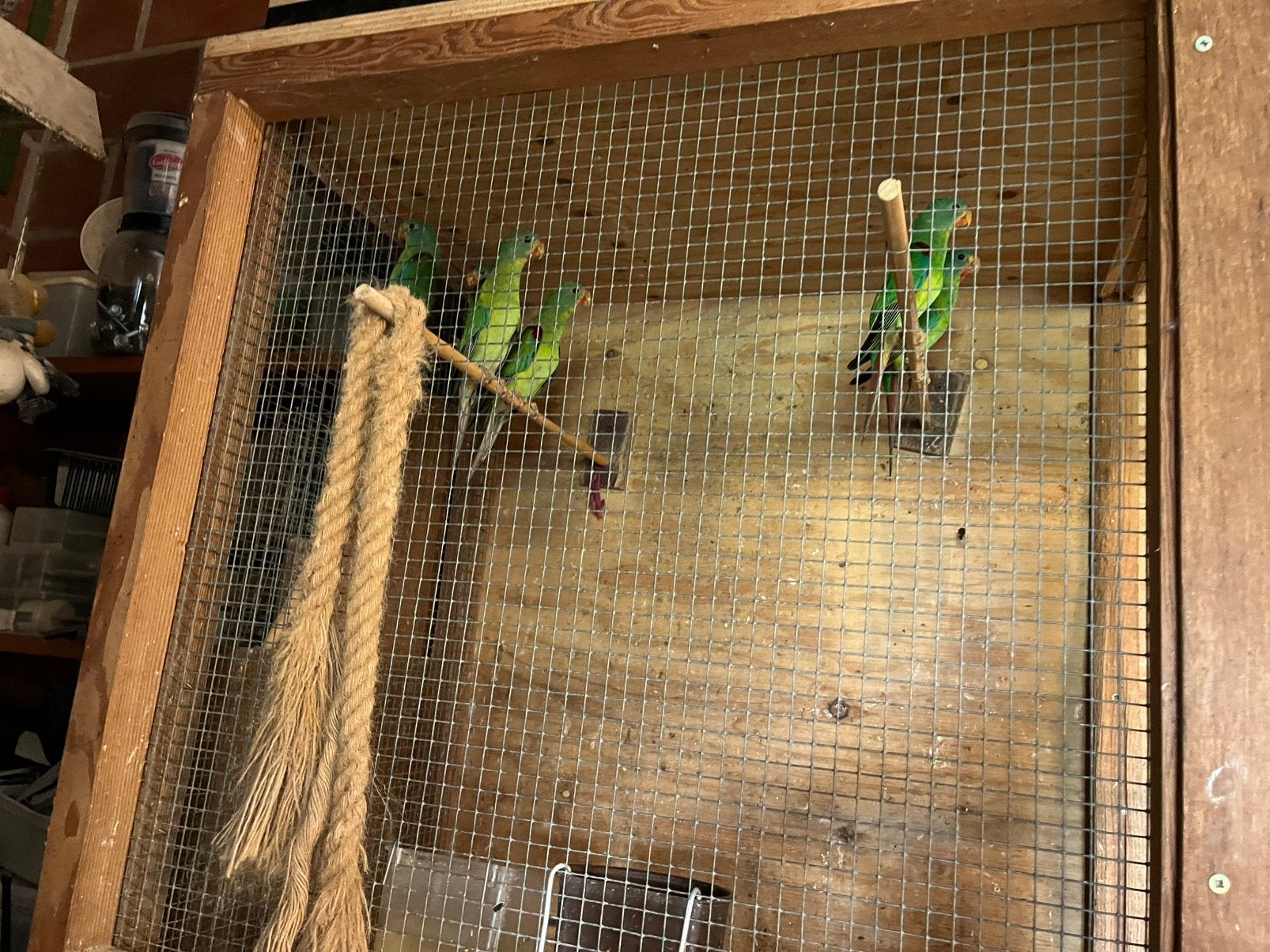 Swiftparkieten, Dieren en Toebehoren, Vogels | Overige Vogels, Geringd
