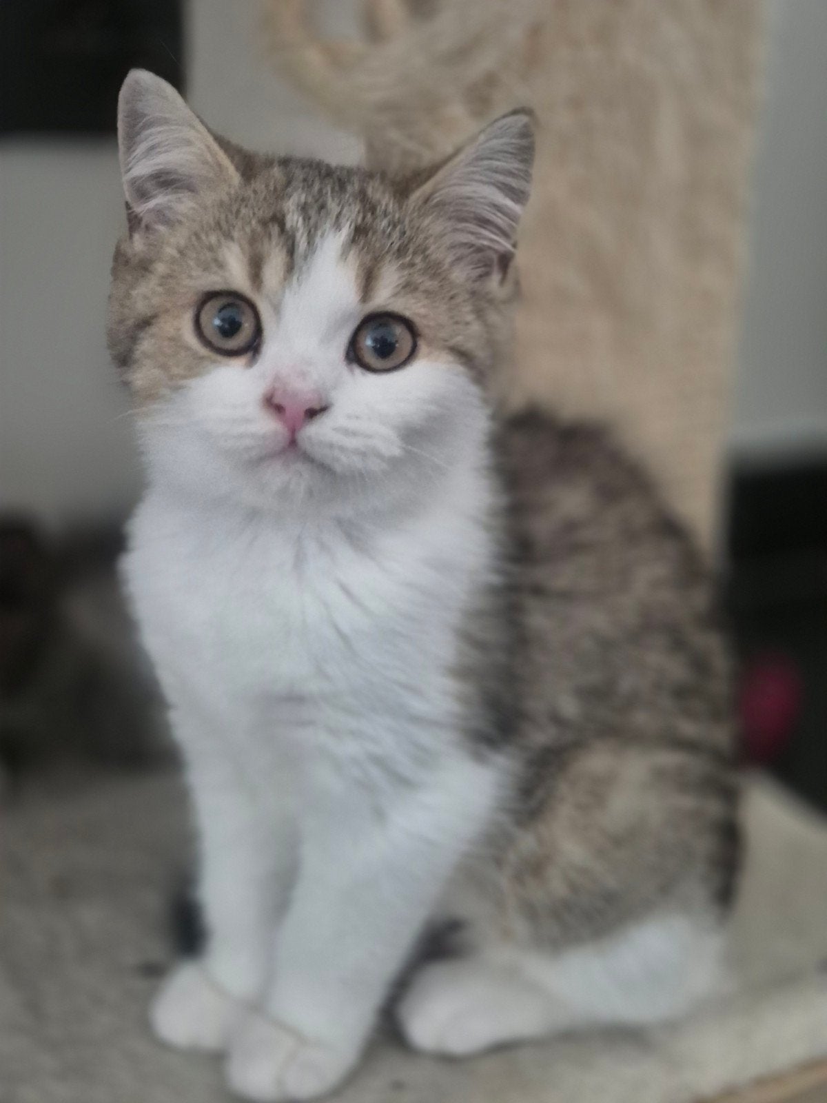 Britse korthaar kittens, Dieren en Toebehoren, Meerdere dieren, Gechipt, 0 tot 2 jaar