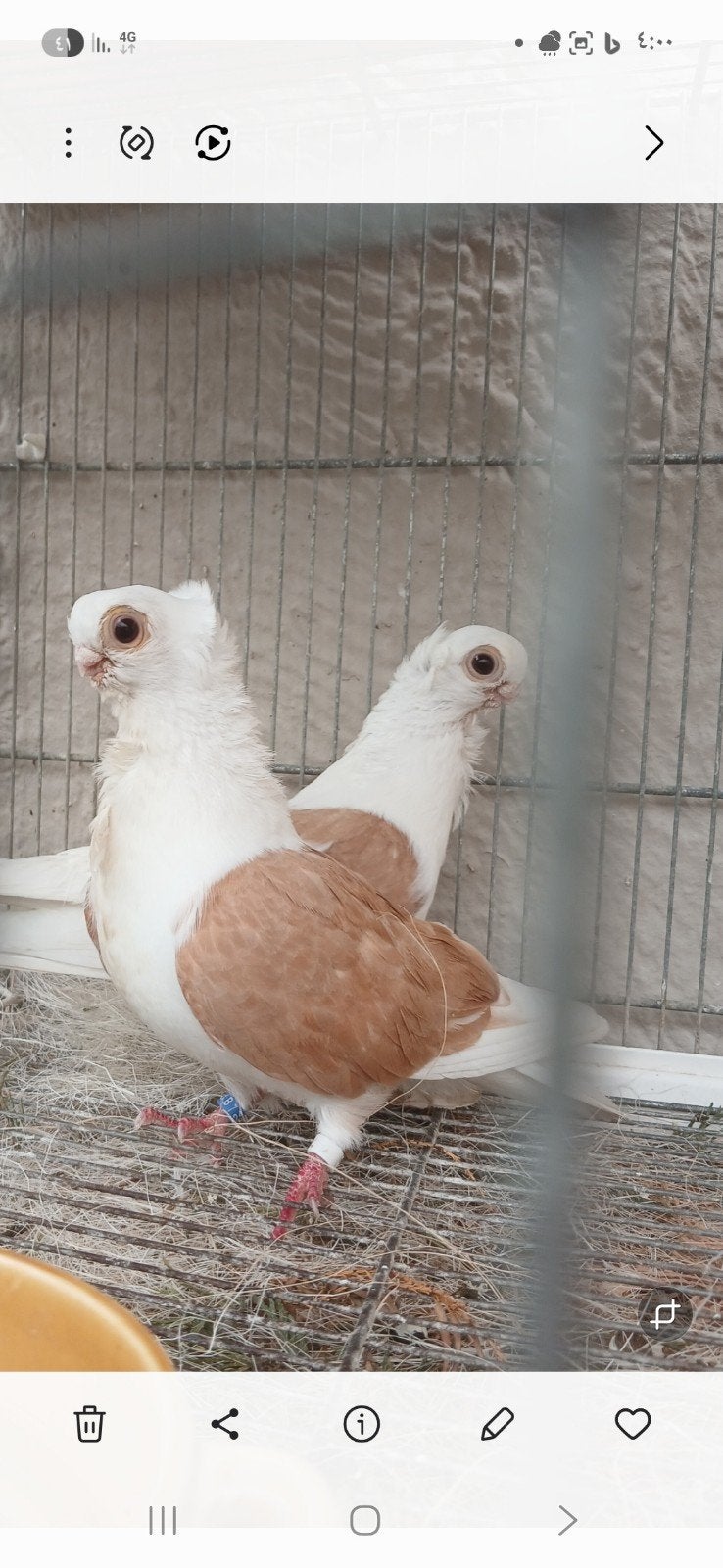 Duiven, Dieren en Toebehoren