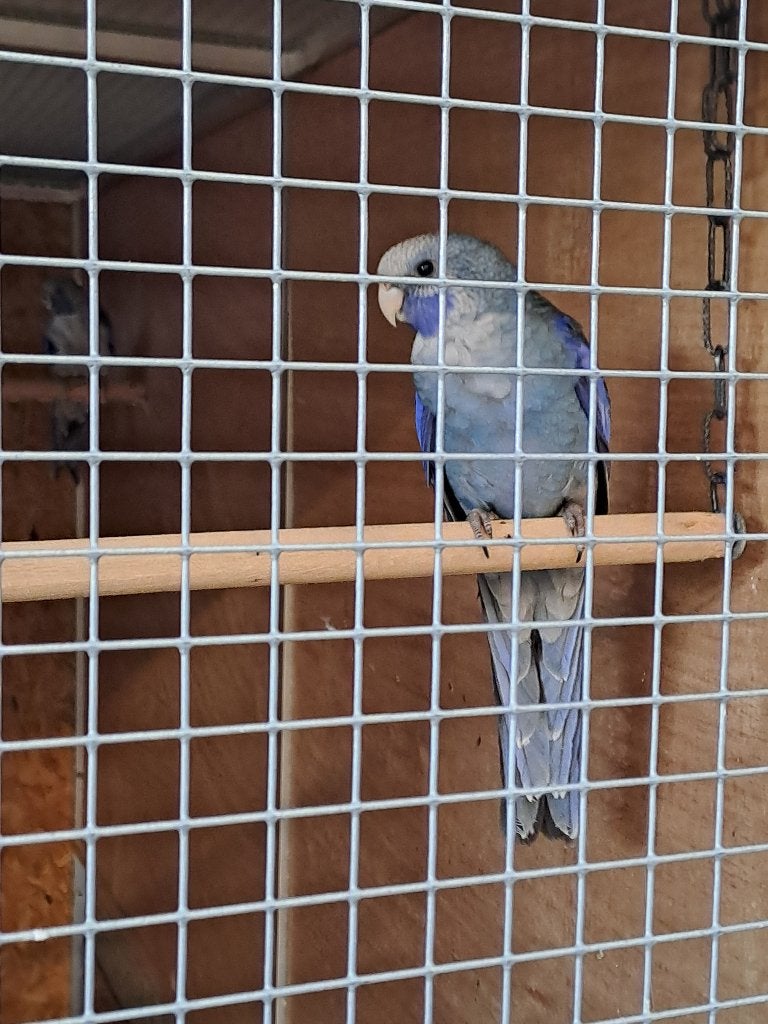 Blauwe Penanten, Geslacht onbekend, Parkiet