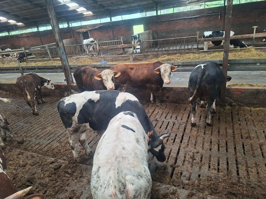 Stieren te koop regio Nijlen, Dieren en Toebehoren, Runderen