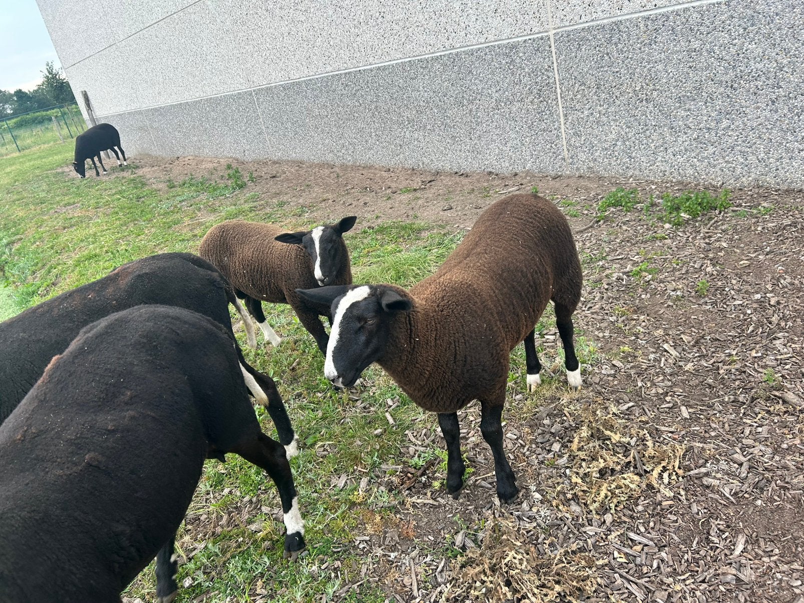 Zwarbles lammetjes te koop, Dieren en Toebehoren, Meerdere dieren, Schaap, 0 tot 2 jaar
