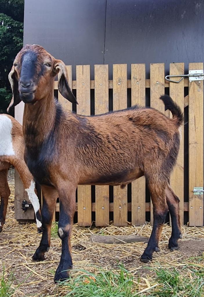 Nubische Geitenbok, Dieren en Toebehoren