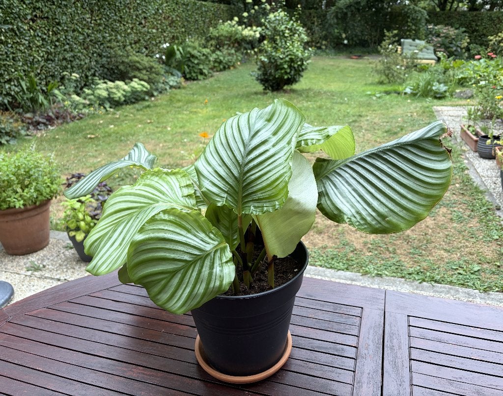 Trotse Calathea Orbifolia, echte plant, nr 2, Autres espèces, En pot, Moins de 100 cm, Enlèvement