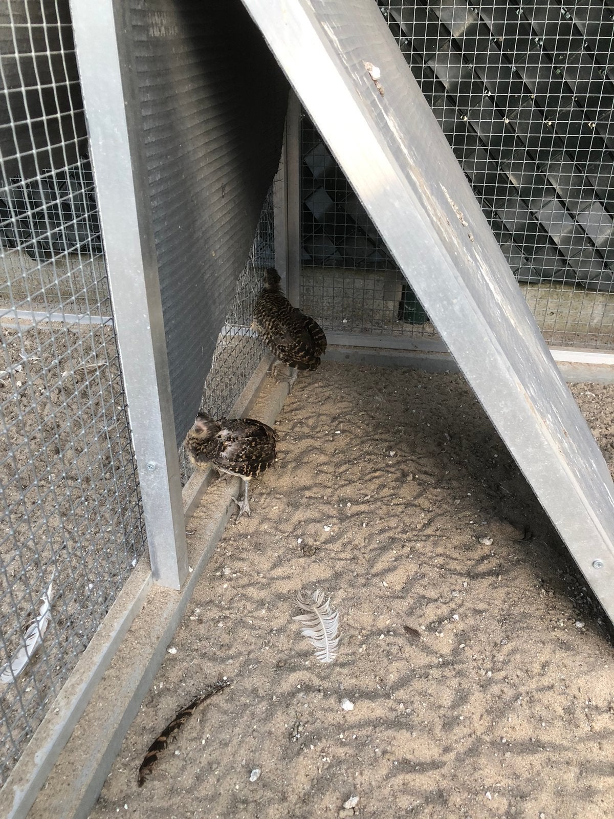 Ladyfazanten, Dieren en Toebehoren, Pluimvee, Geslacht onbekend, Overige soorten