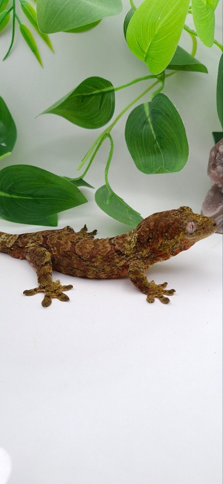 Mainland Chahoua gecko man, Dieren en Toebehoren, Hagedis, Tam, 0 tot 2 jaar