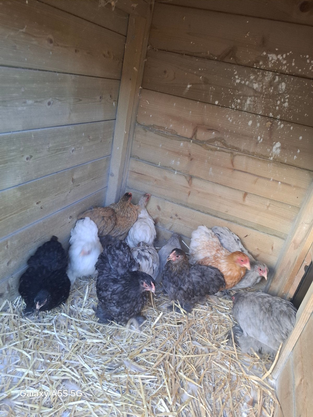 Cosinkriel kuikens vrouwelijke dit jaar 10 euro voor 2, Dieren en Toebehoren, Pluimvee