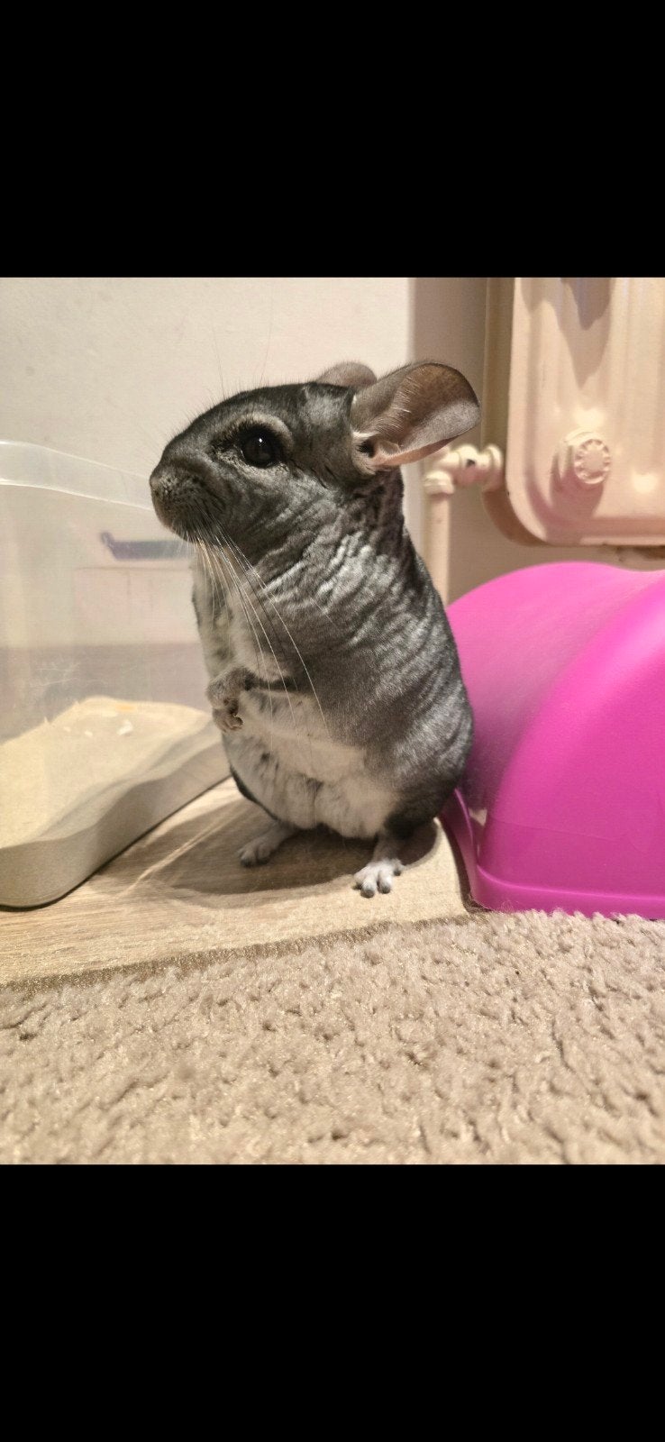 Chinchilla, Mâle