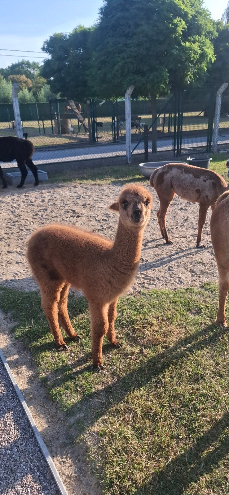 alpaca merrie, Dieren en Toebehoren, Overige Dieren, Juni, Vrouwelijk