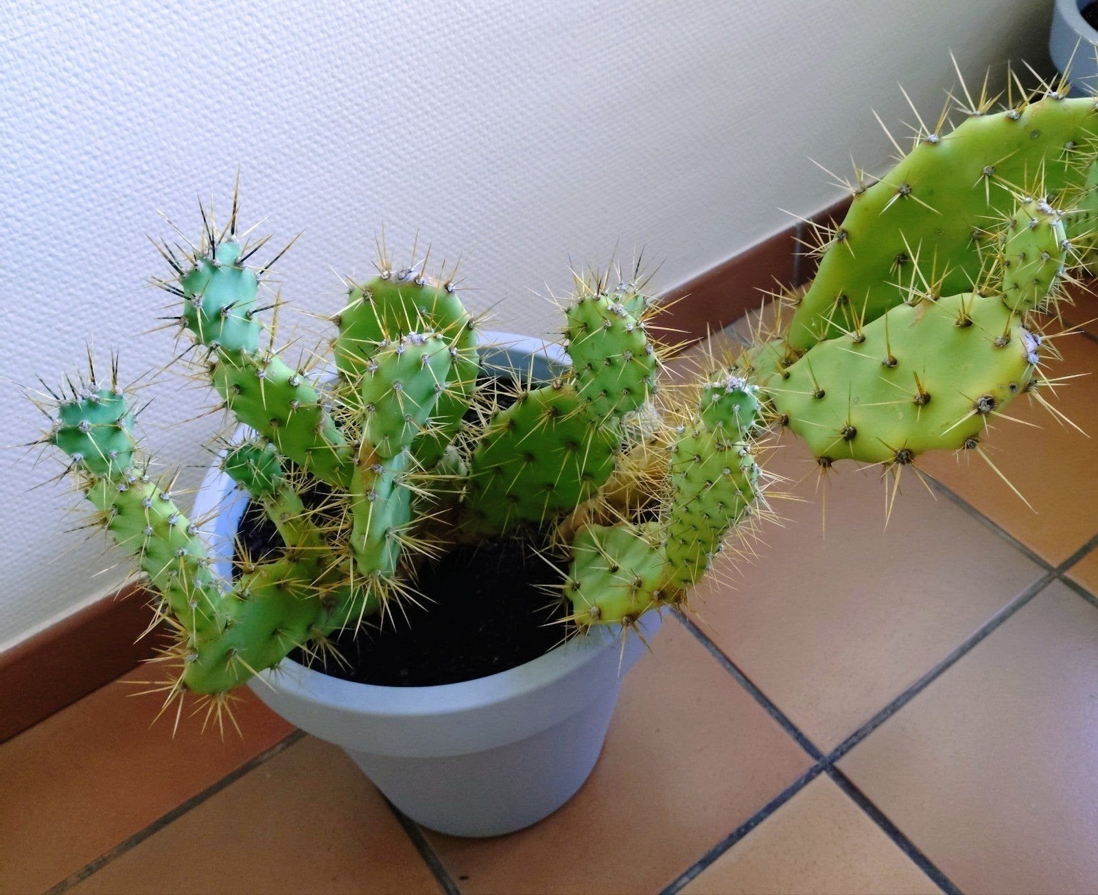 plantes du Sud : aloe vera, agaves,..., Tuin en Terras, Planten | Tuinplanten, Kruiden, Ophalen
