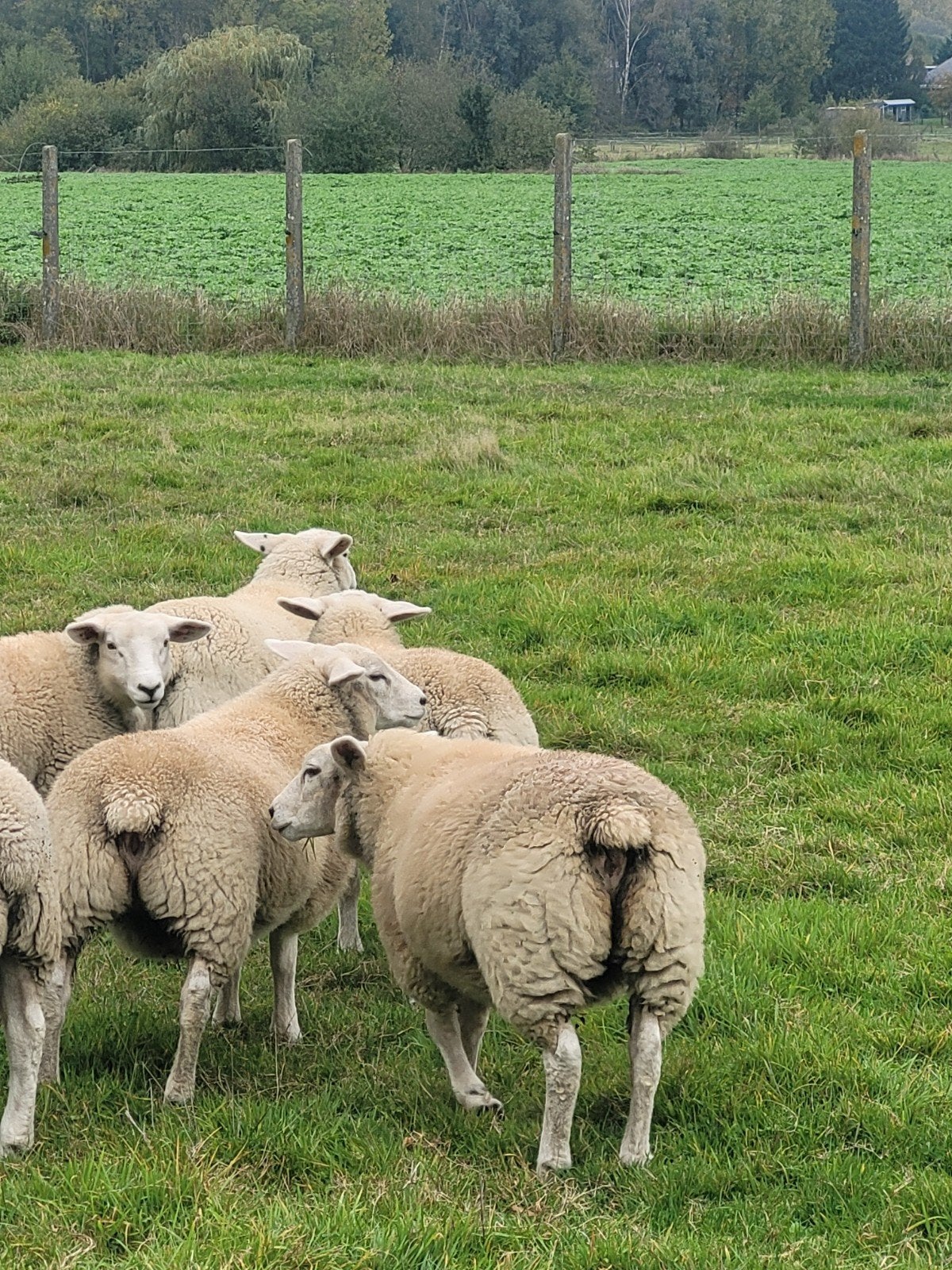 4 raszuivere ooien franse texel 6 maand, Dieren en Toebehoren