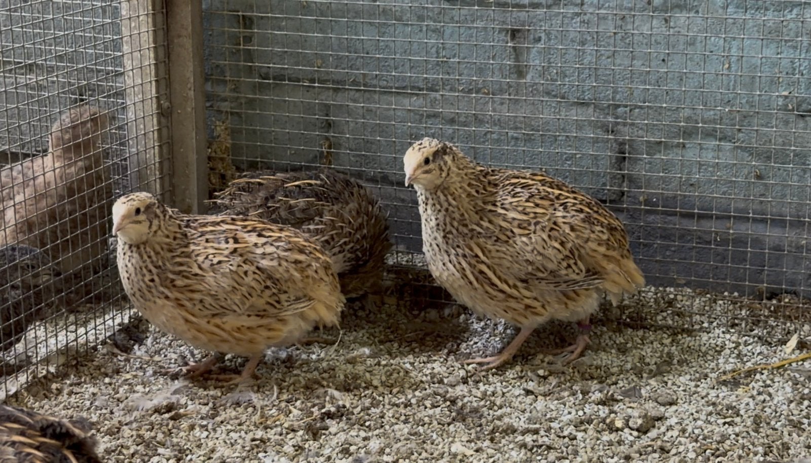 Japanse kwartel hennen, Dieren en Toebehoren, Pluimvee