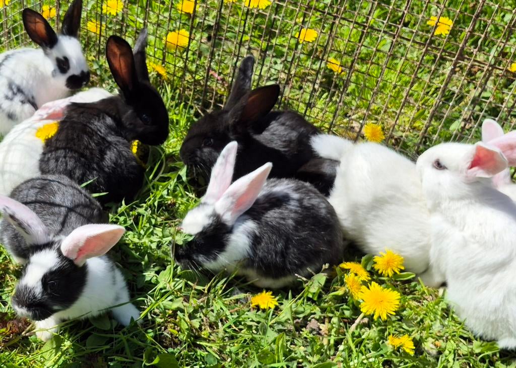 Zeer mooie jonge vleeskonijnen, Dieren en Toebehoren, Konijnen, Groot, Meerdere dieren