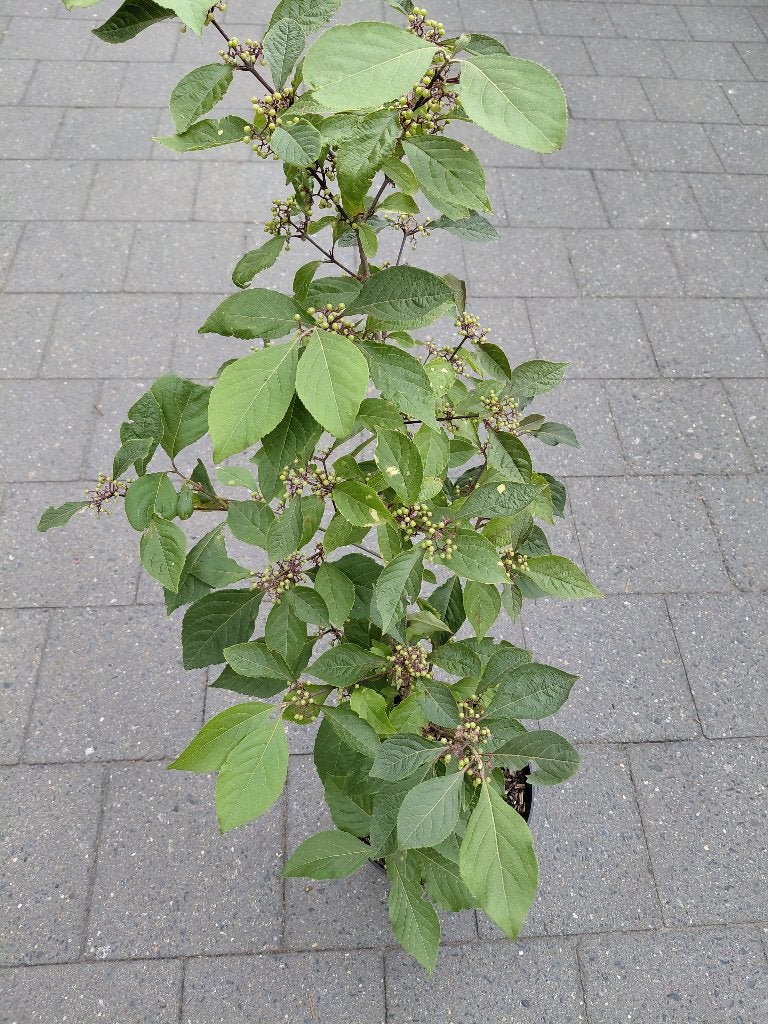 Callicarpa Bod Profusion, Tuin en Terras, Ophalen